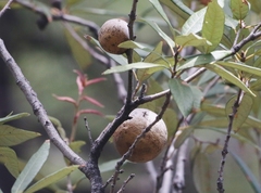Amphibolips trizonata