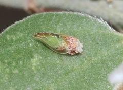 Nyctiphalerus propinquus