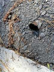 Hypercompe permaculata