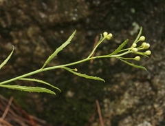 Baccharis thesioides