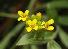 Draba petrophila