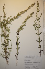 Gentianella propinqua propinqua