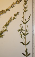 Gentianella propinqua propinqua