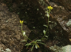 Draba petrophila