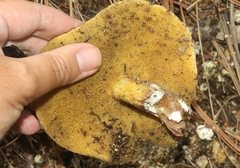 Suillus kaibabensis