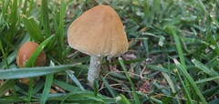 Candolleomyces candolleanus