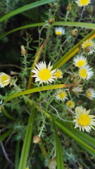 Helichrysum argyrolepis