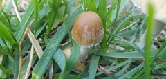 Candolleomyces candolleanus