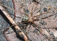 Psilochorus rockefelleri