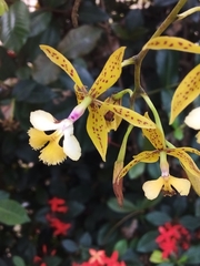Epidendrum stamfordianum