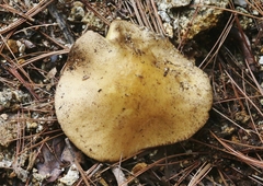 Suillus kaibabensis