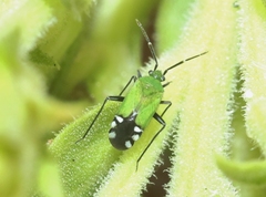 Macrotylus amoenus