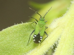 Macrotylus amoenus
