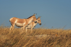 Onager photo 5