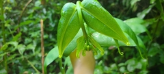 Hemidictyum marginatum