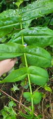 Hemidictyum marginatum