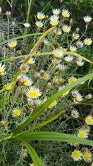 Helichrysum argyrolepis