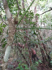 Trichocentrum yucatanense