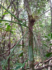 Trichocentrum yucatanense