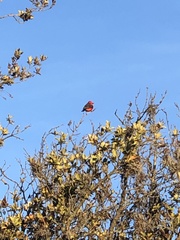 Pyrocephalus rubinus