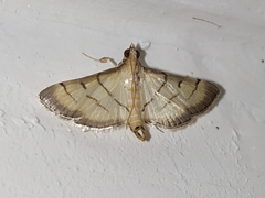 Cnaphalocrocis patnalis
