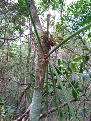 Trichocentrum yucatanense