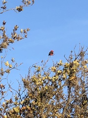 Pyrocephalus rubinus