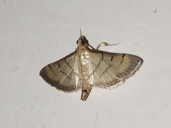 Cnaphalocrocis patnalis