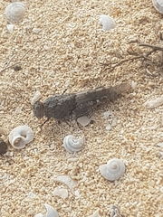 Oedipoda canariensis