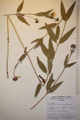 Helianthus nuttallii ssp. rydbergii