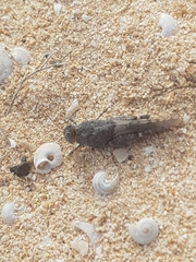 Oedipoda canariensis
