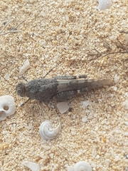 Oedipoda canariensis