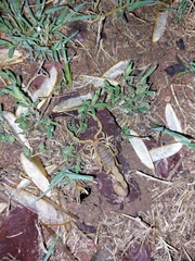 Parabuthus mossambicensis