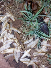 Parabuthus mossambicensis