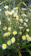 Helichrysum argyrolepis
