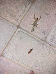 Parabuthus mossambicensis