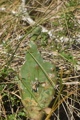 Opuntia bentonii