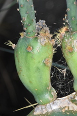 Opuntia bentonii