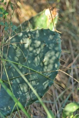 Opuntia bentonii