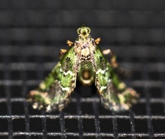 Arescoptera haplocala