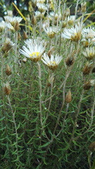 Helichrysum argyrolepis