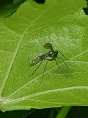 Heteropsilopus cingulipes