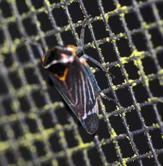 Eurymeloides lineata