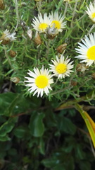 Helichrysum argyrolepis