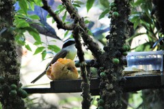 Pitangus sulphuratus