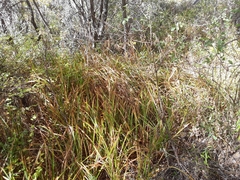 Carex spissa