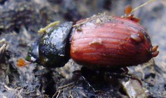 Aphodius fimetarius
