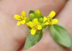 Draba petrophila