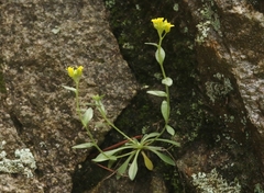 Draba petrophila