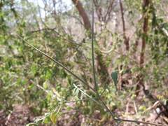 Haplophyton cimicidum